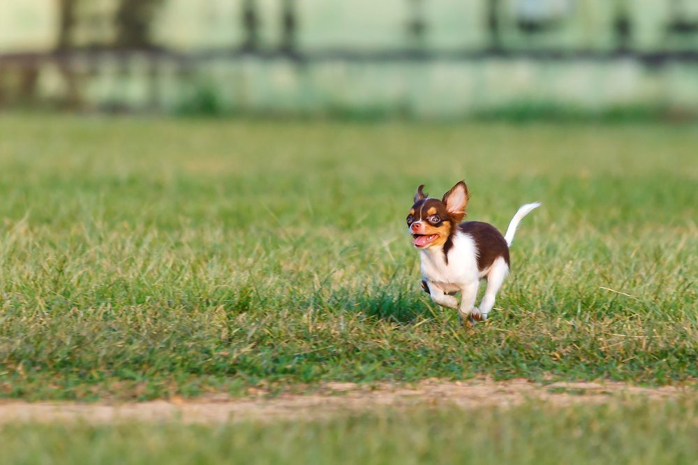 a black, white and brown Chihuahua running fast on grass