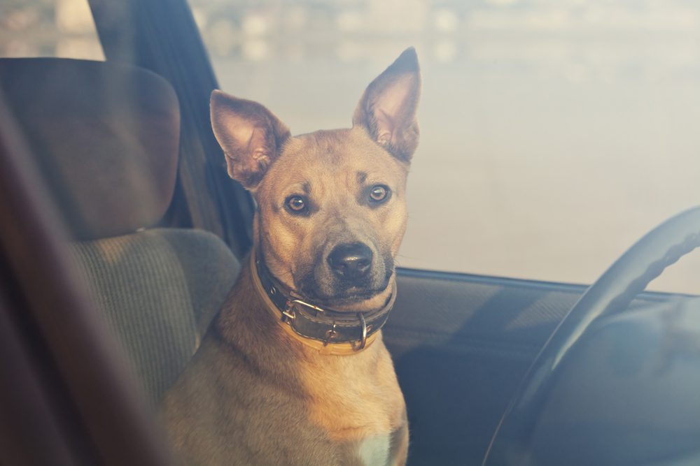 brown dog in a car with blurred background and window up