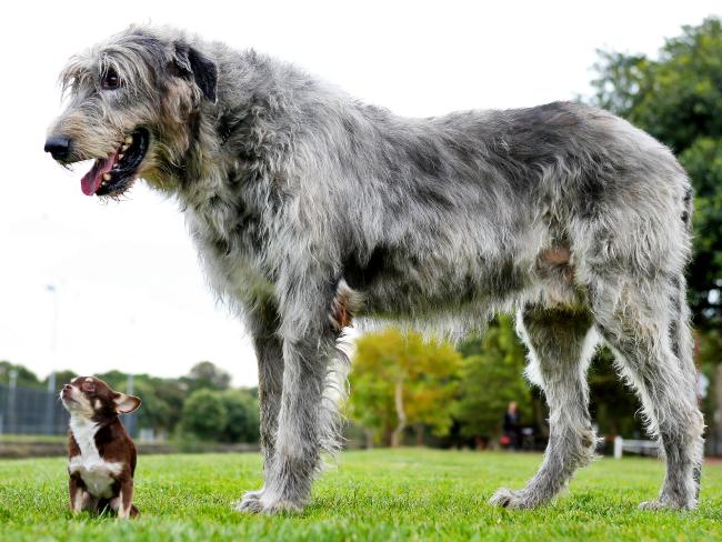 little dog syndrome, chihuahua and wolfhound