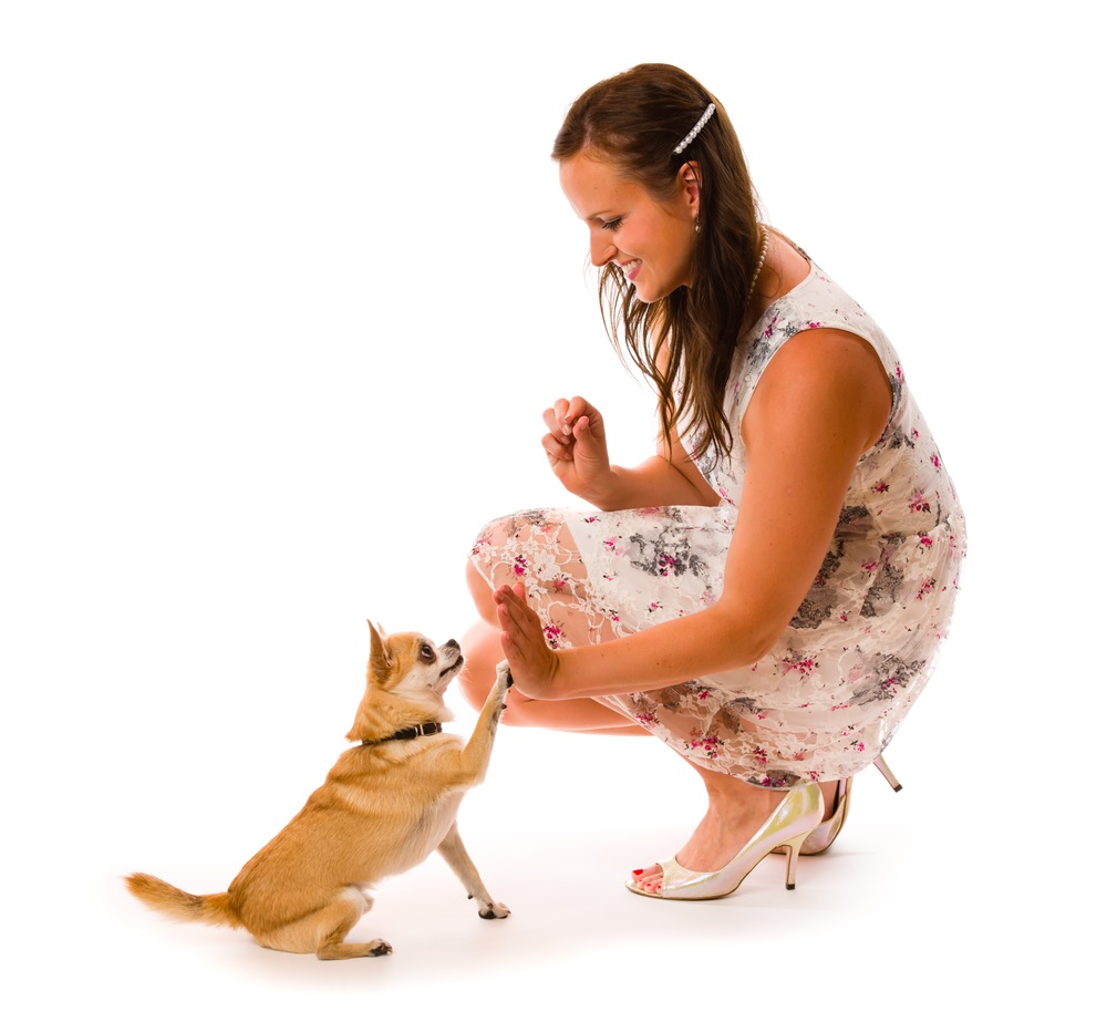 a pretty girl in a dress squatting down and performing a high-five with a tan smooth coated chihuahua