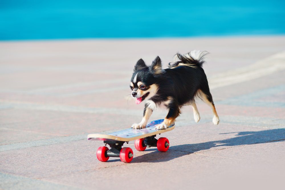 having realistic expectations when trick training your chihuahua