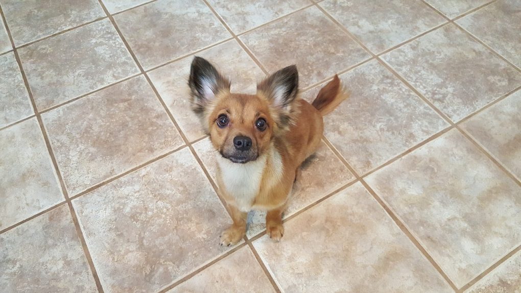 long haired chihuahua with black ear tips sitting on a tile floor looking up