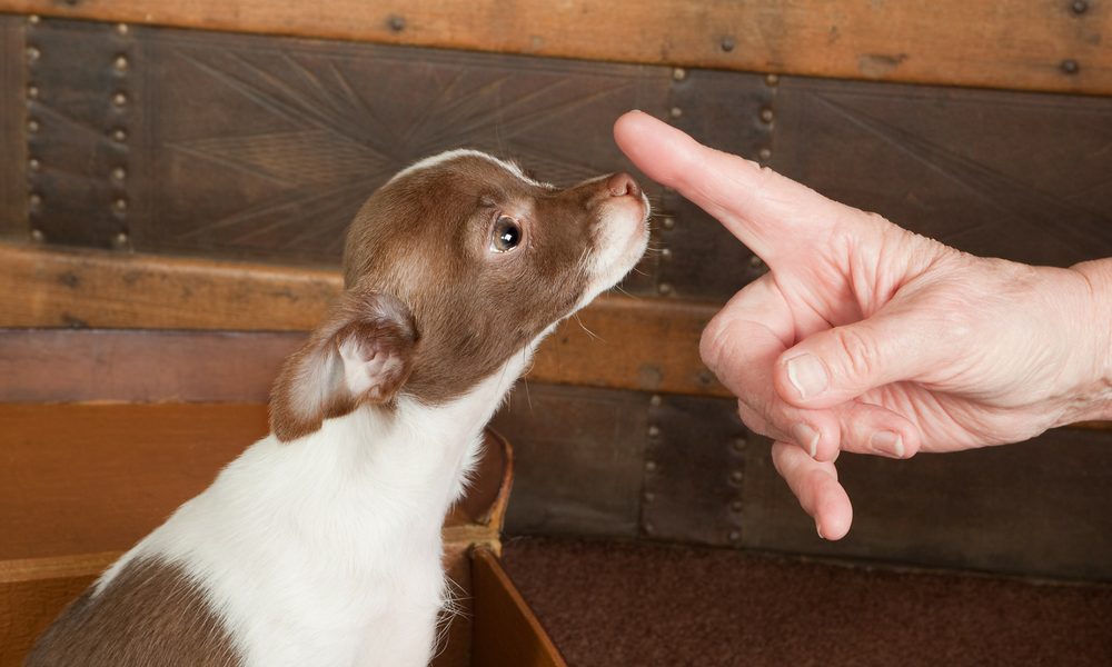 chihuahua with looking up with a finger about to touch his nose. teaching yours to be a well mannered chihuahua