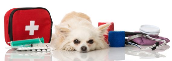 should i take my dog to the vet, fawn colored long-haired chihuahua lying down surrounded by medical things on white background