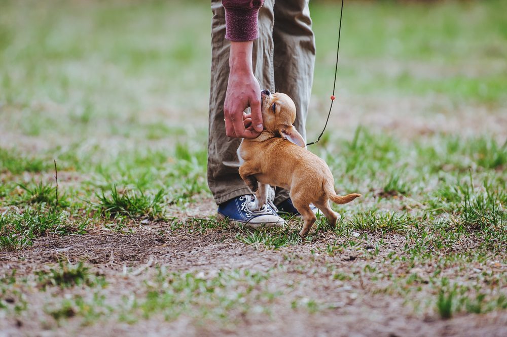 man bending down to scratch a chihuahua under the chin standing on green grass