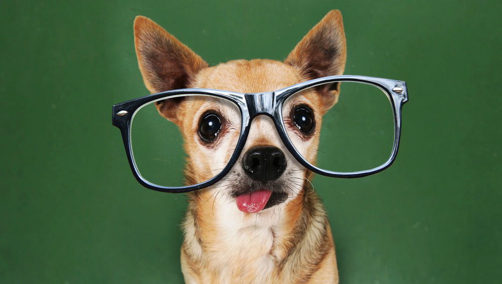 brown chihuahua with glasses that are too big on with a green backgound