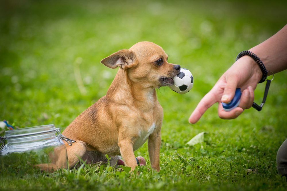 brown smooth coat chihuahua with a tiny soccer ball in his mouth sitting on grass and a human finger pointing down at the ground