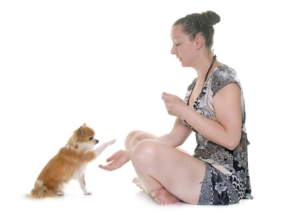 woman with treat and chihuahua putting paw in her hand on white background