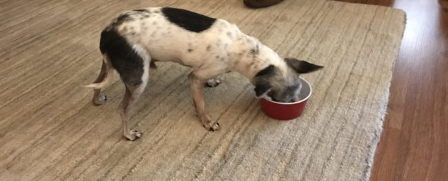 black and white chihuahua with his nose in a red bowl of food standing on a rug