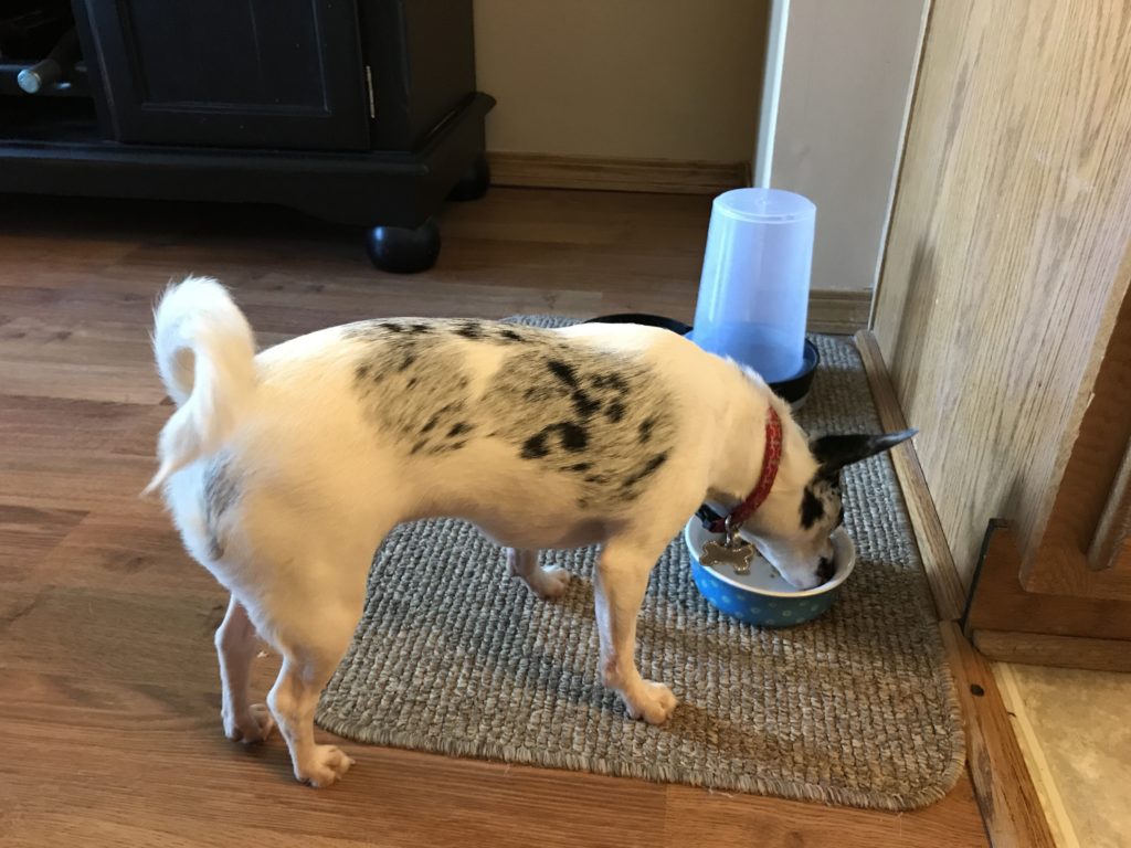 Blue Merle Chihuahua eating out of a blue bowl