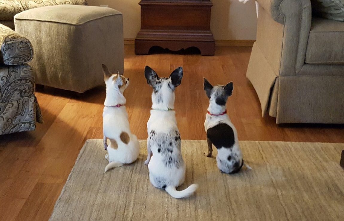 three chihuahuas in line with backs t camera in a perfect "sit" position