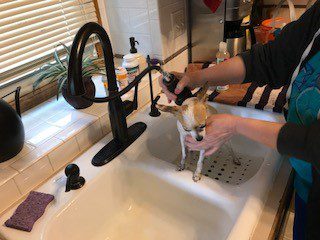 giving a fawn and white chihuahua a bath in a kitchen sink