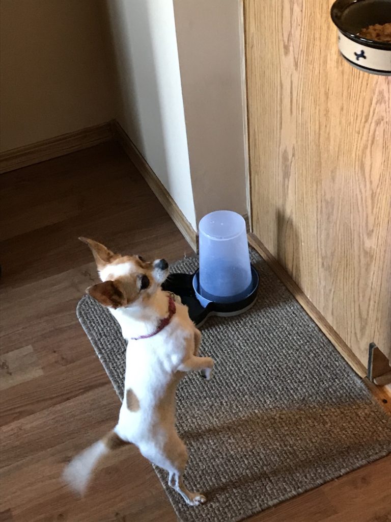 fawn and whit short haired chihuahua standing on hind legs with tail wagging