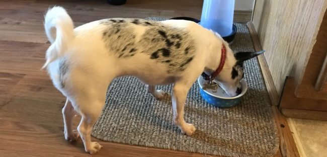 a blue merle chihuahua eating from a blue food bowl