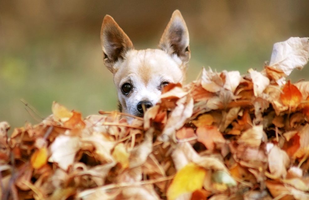 fawn and whit short haired chihuahua looking over a pile of leaves