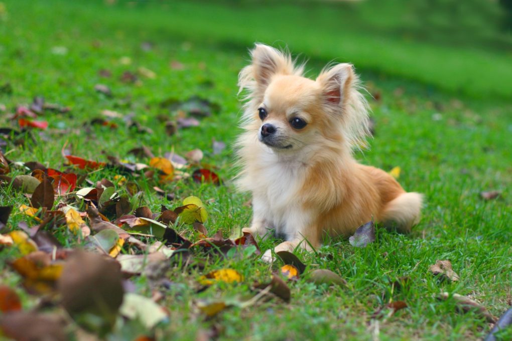 fawn colored long haired chihuahua lying in green grass looking at fallen autumn leaves on ground