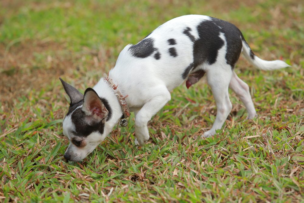 a piebald (all black and white) Chihuahua sniffing grass