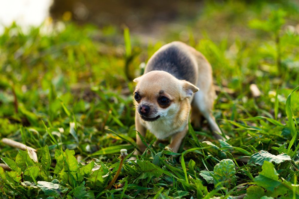 chihuahua aggression, tiny chihuahua showing body language of fear