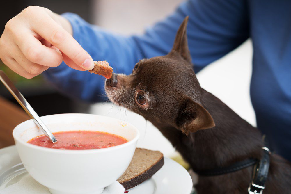 chocolate short haired chihuahua being fed from the table by a person with a bowl of soup on the table