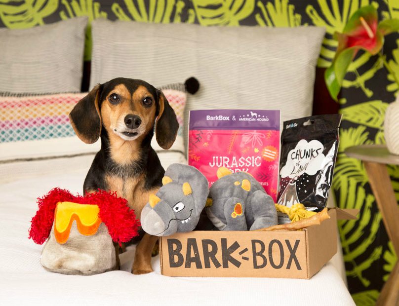 a dachound with a bark box of gifts