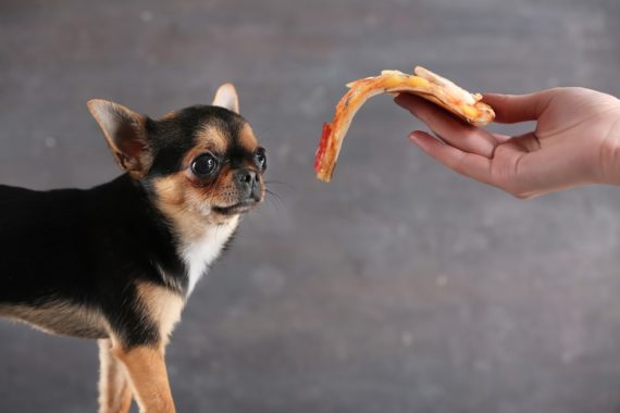 a black and brown short haired chihuahua being offered a slice of pizza by human hand gray background