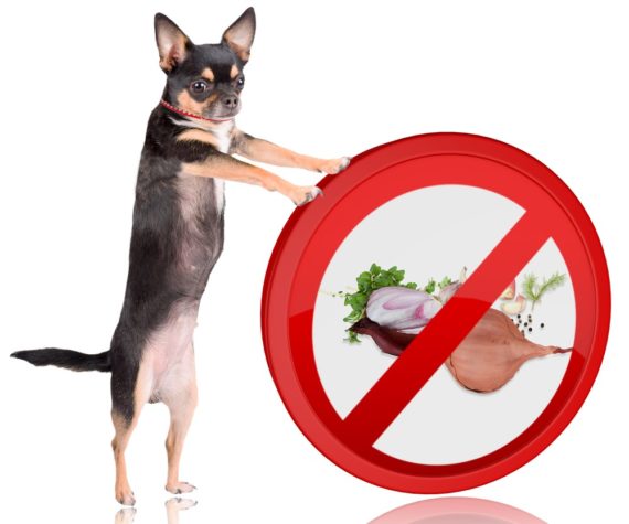 chihuahua standing against a poison sign with onion and other forbiden foods