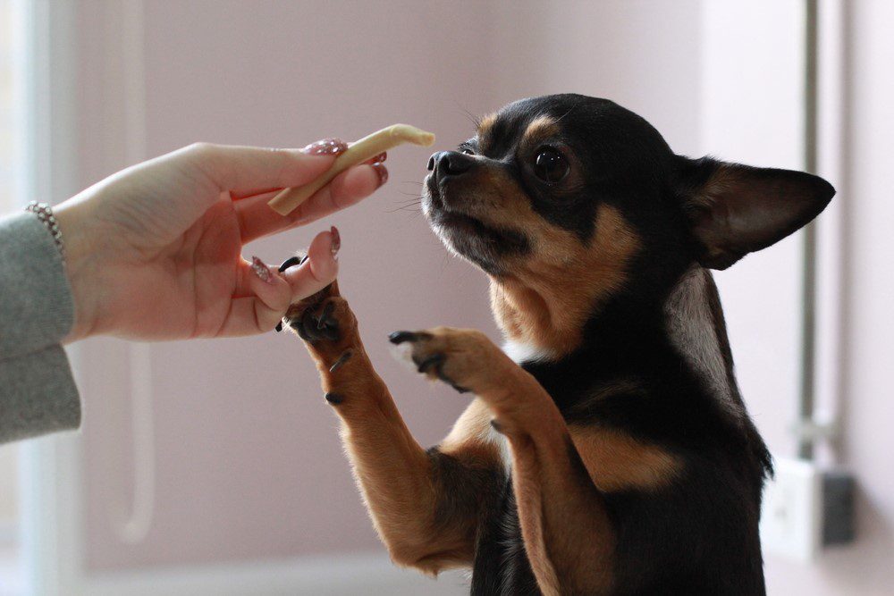 human hand offering a chihuahua a french fry