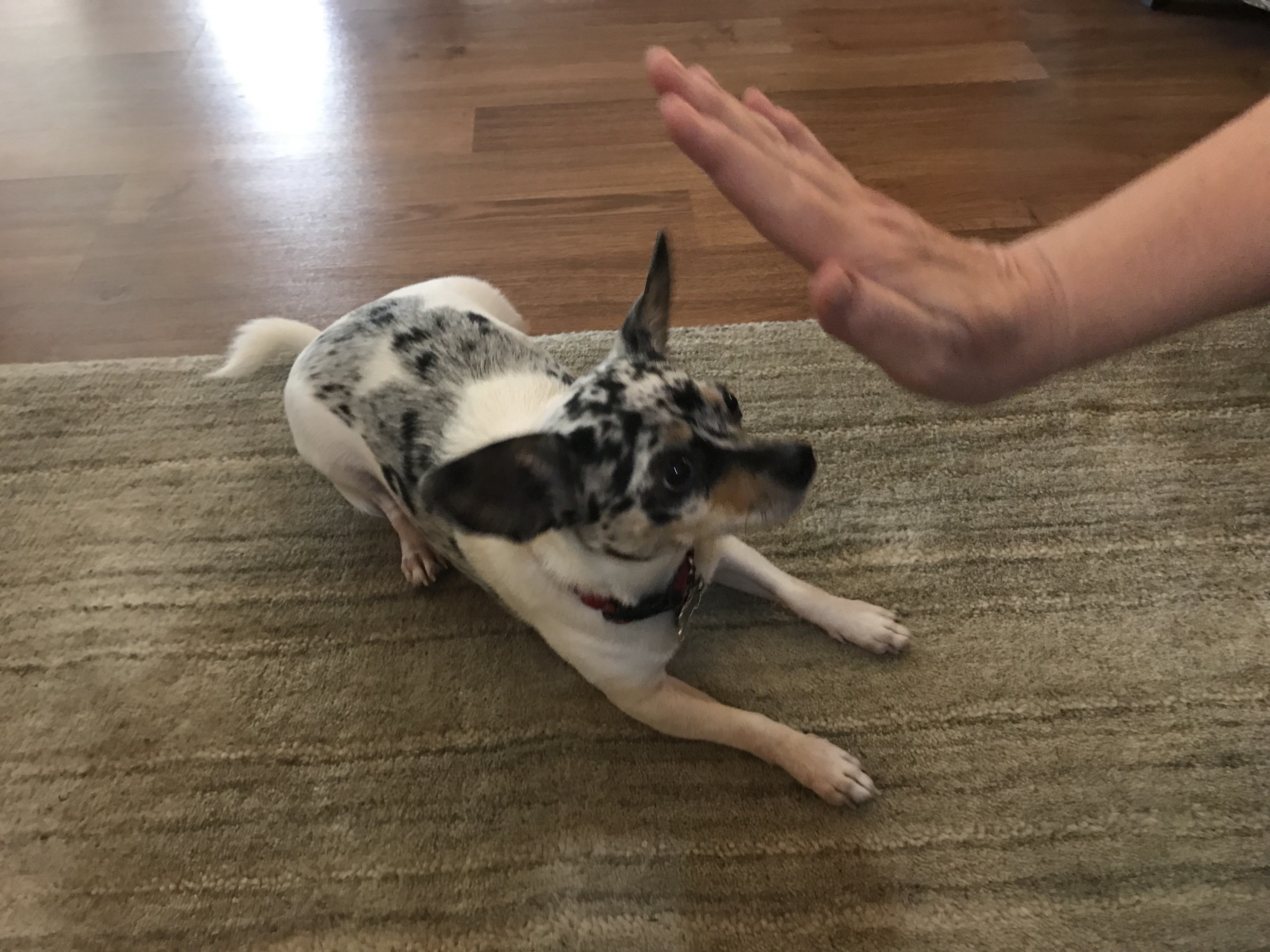 blue merle chihuahua in down position showing hand signal