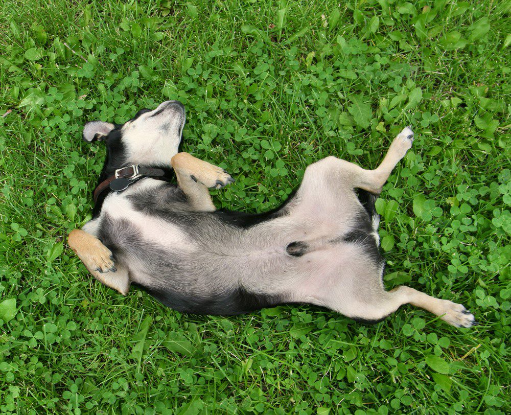chihuahua rolling on back perhaps rolling in poop with green grass background
