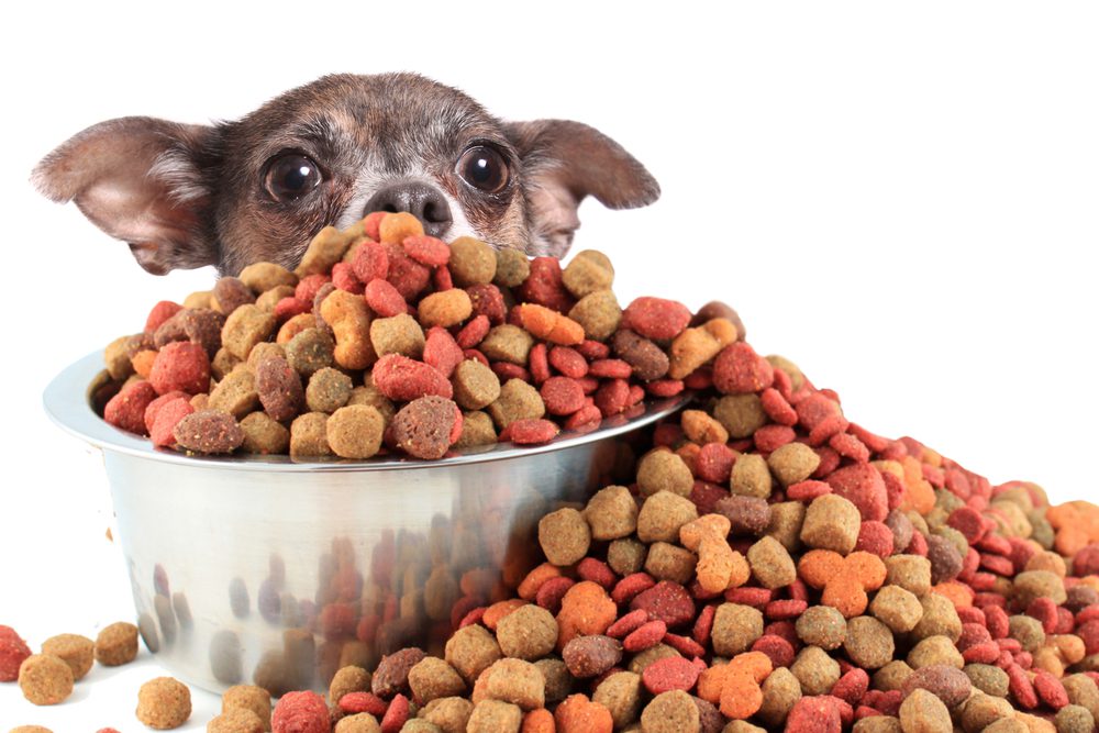 a chihuahua looking over a bowl of overflowing kibble or treats white backgound