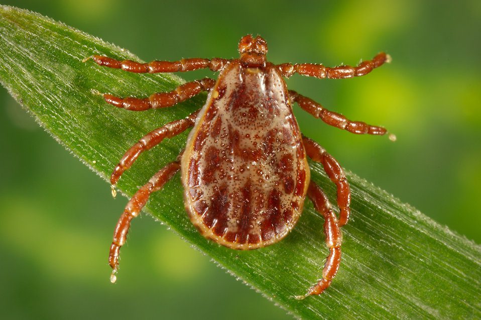 reasons to treat your dog for fleas and ticks in winter, a deer tick