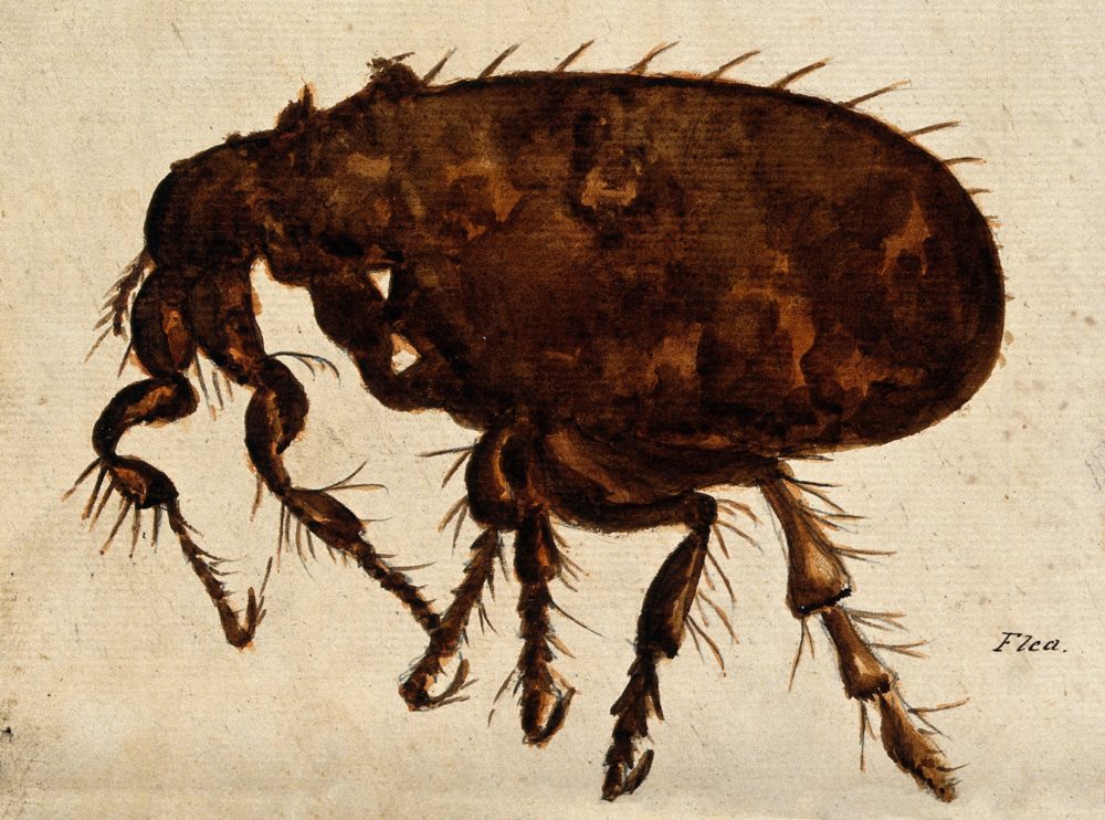 reasons you should treat your dog for fleas and ticks in winter, close up of a flea