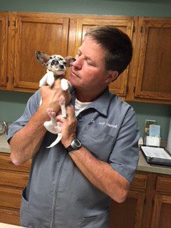 © should I take your dog to the vet, blue merle Chihuahua being held up by a veterinarian