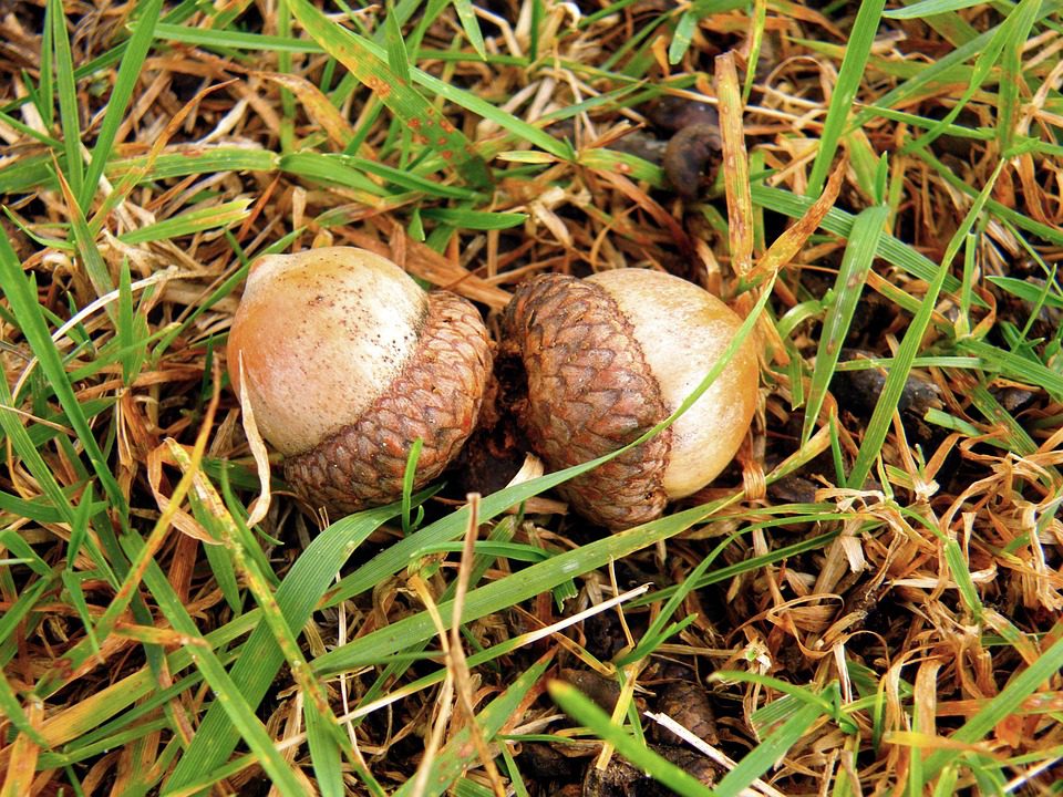 two acorns lying on ground, fall backyard do hazards