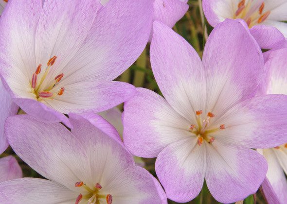 autumn crocus fall backyard dog hazards