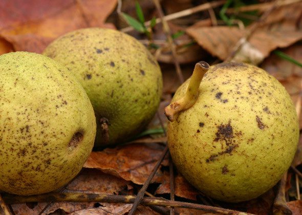black walnuts fall backyard dog hazards