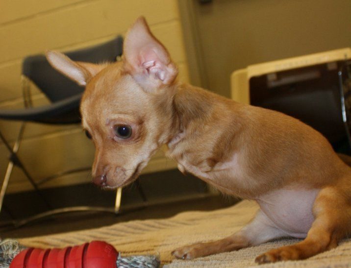 inspiring chihuahua stories fawn colored chihuahua with no front legs looking at a toy