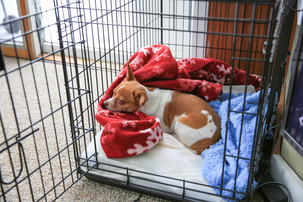Is using a crate cruel? fawn colored piebald chihuahua in a crate with blankets