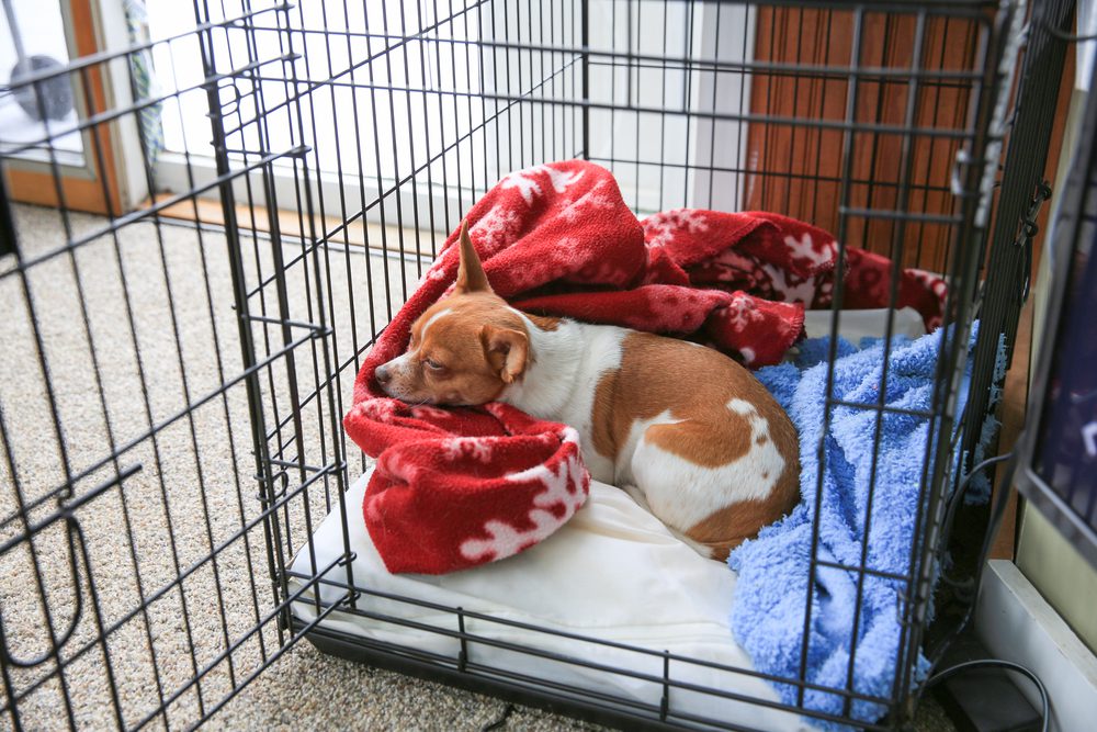 how do you stop a dog from crying in the crate