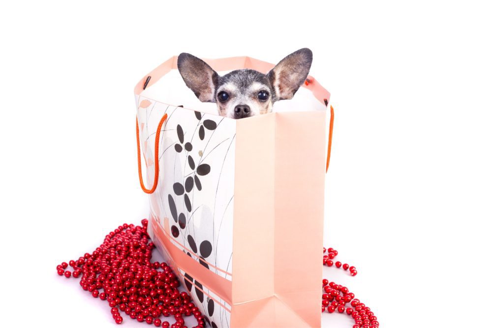 gifts for chihuahua lovers, chihuahua peeking out of a gift bag