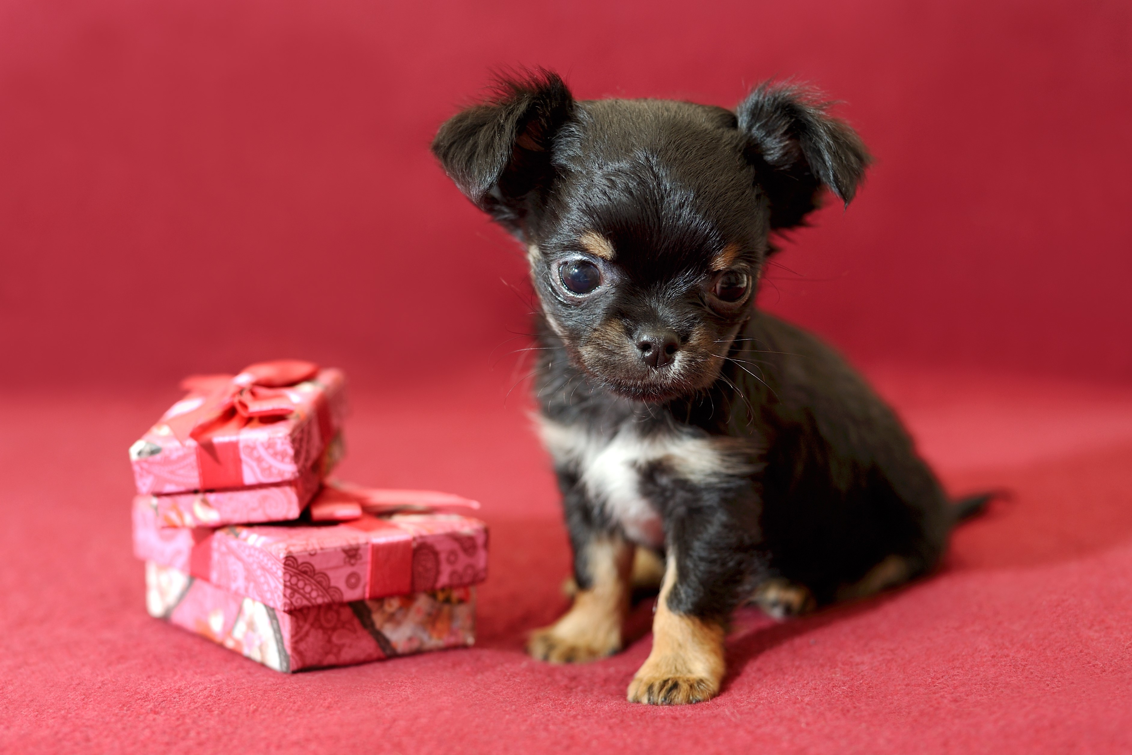 Gifts For Chihuahua Lovers. Gift Guide for everyone you know