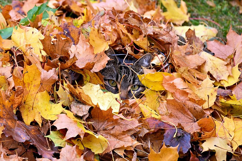 leaf pile fall backyard dog hazards