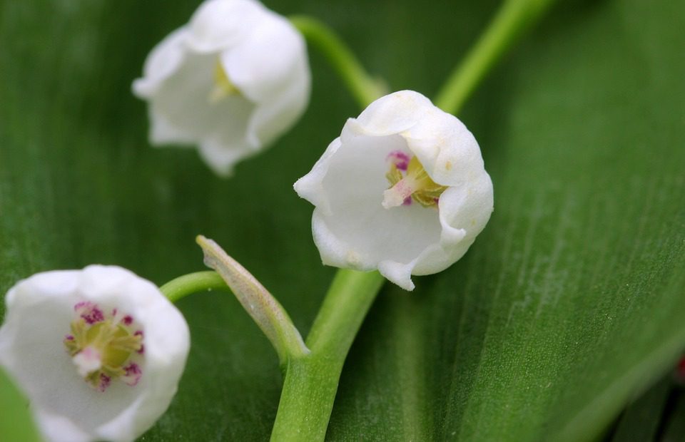 lily of the valley fall backyard dog hazards