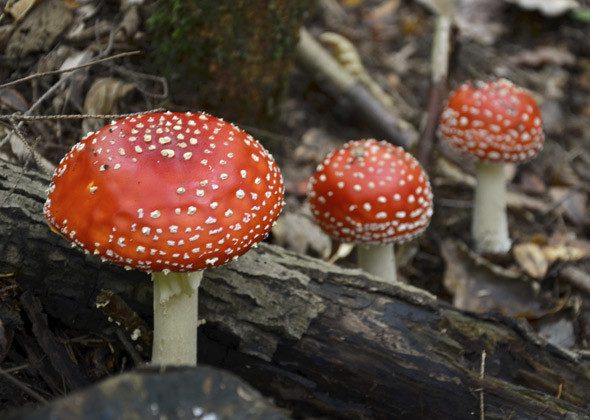 wild mushrooms fall backyard dog hazards