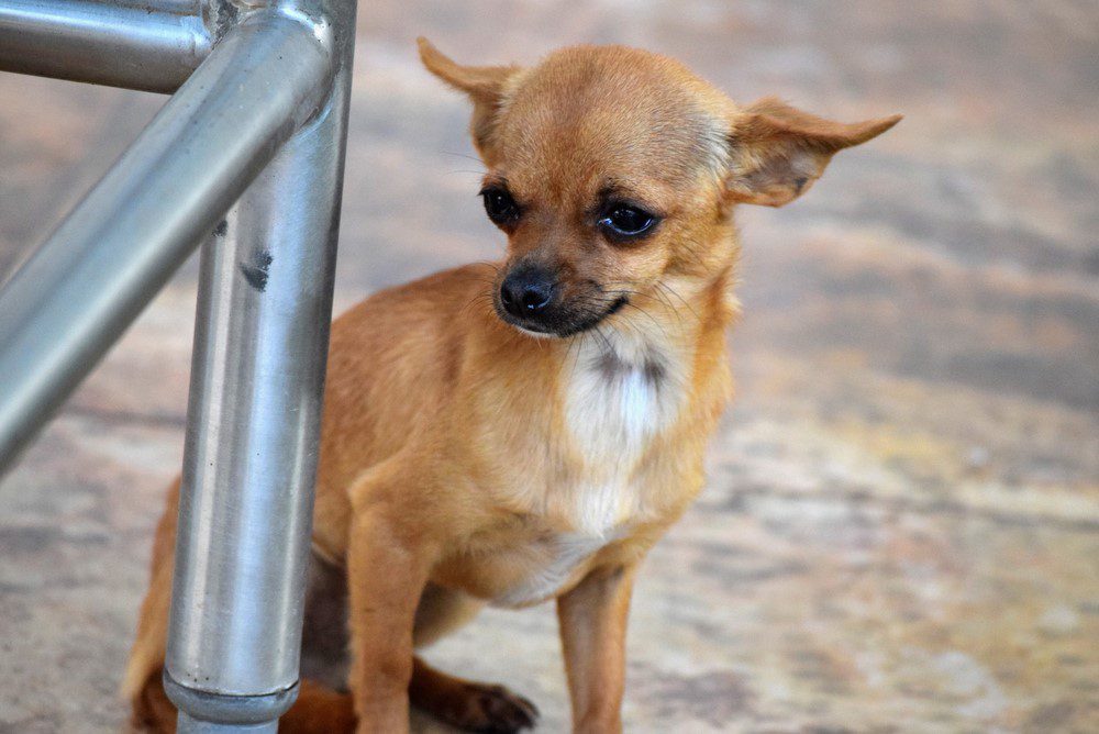 chihuahua stories of survival, lost and lonly fawn colored chihuahua