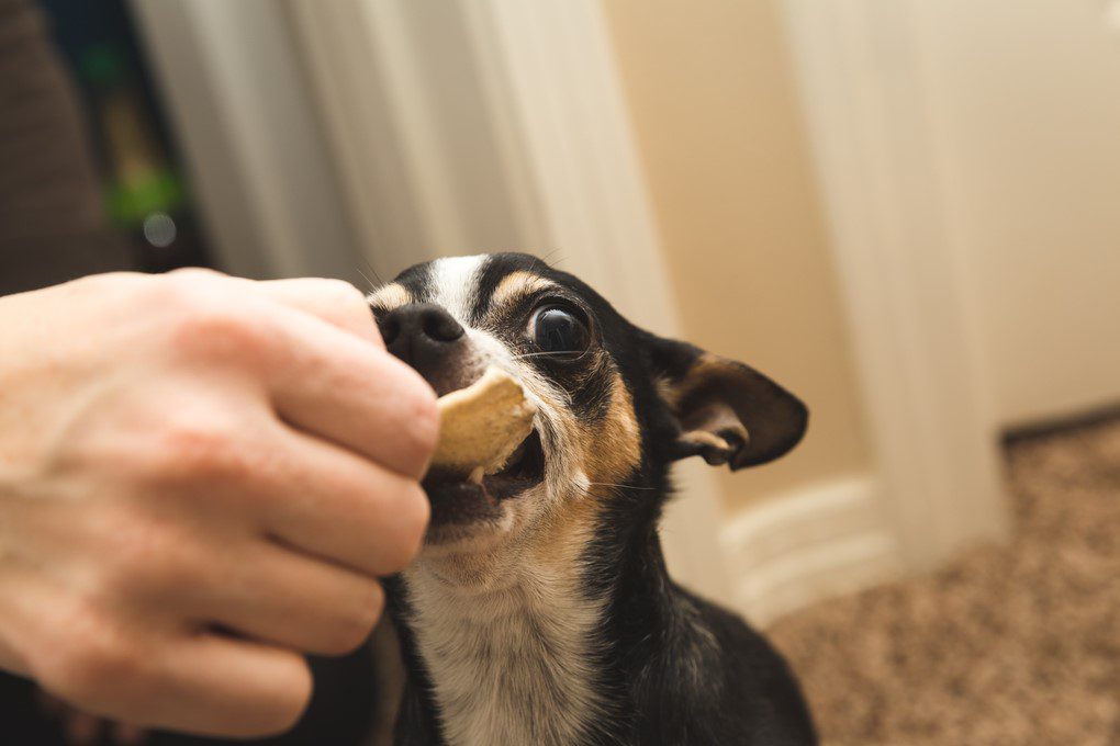 best treats for small dogs