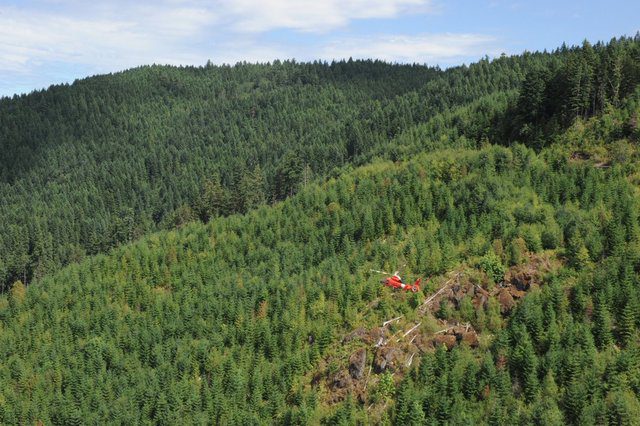 woman and chihuahua rescued, photo of helicopter flying over forest