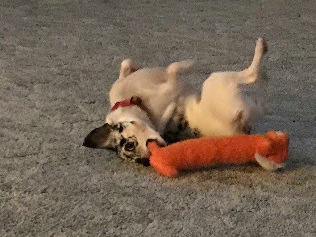 dog bully chihuahua attacking toy