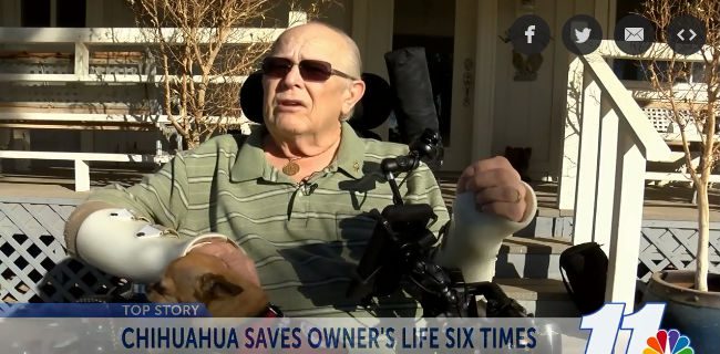 Chihuahua saves life, story of a little Chihuahua that saves his owner's life six times