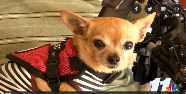 chihuahua saves life, story of a Chihuahua service dog